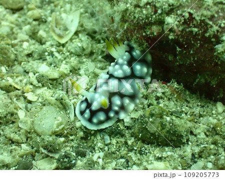海の底を這うキカモヨウウミウシのアップ 109205773
