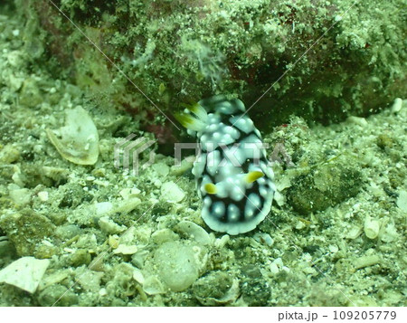 海の底を這うキカモヨウウミウシのアップ 109205779
