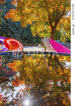 秋の京都 毘沙門堂勝林寺 美しい紅葉のリフレクション 秋の京都 毘沙門堂勝林寺 美しい紅葉のリフレクション 109205786