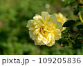 トゥールズ・ロートレックのバラ 109205836