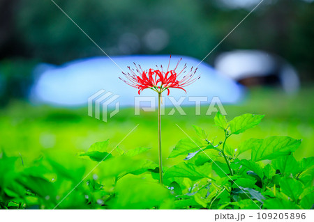 七ツ森古墳群の彼岸花 大分県竹田市 七ツ森古墳群の彼岸花 大分県竹田市 109205896