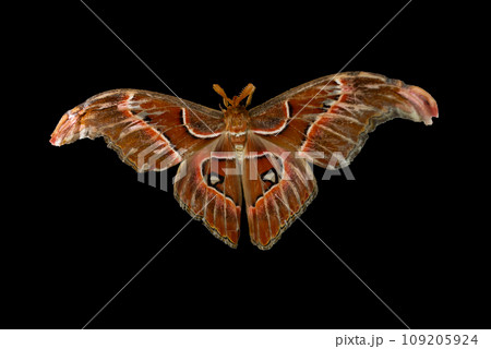 ヨナグニサン、日本最大、昆虫の中で翅の面積が最大のガの写真素材