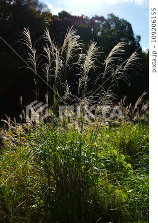 ススキの穂 109206155