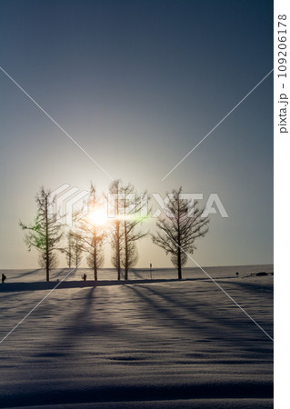 冬の夕日と雪原に伸びるカラマツの影 冬の夕日と雪原に伸びるカラマツの影 109206178