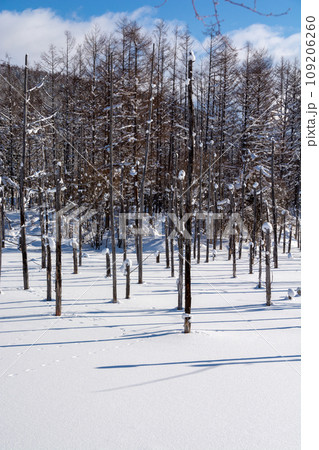 雪に覆われた青い池　美瑛町 109206260