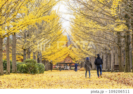 秋の山形県総合運動公園のいちょう並木 イチョウの葉の絨毯 山形県天童市 秋の山形県総合運動公園のいちょう並木 イチョウの葉の絨毯 山形県天童市 109206511