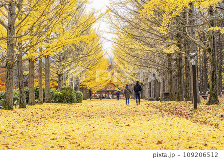 秋の山形県総合運動公園のいちょう並木 イチョウの葉の絨毯 山形県天童市 秋の山形県総合運動公園のいちょう並木 イチョウの葉の絨毯 山形県天童市 109206512