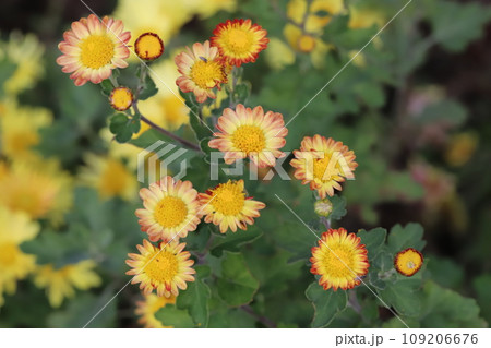 秋の庭に咲く黄色に赤の縁取りのあるスプレー菊の花 秋の庭に咲く黄色に赤の縁取りのあるスプレー菊の花 109206676