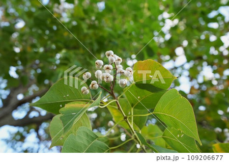 ナンキンハゼの白い実 109206677