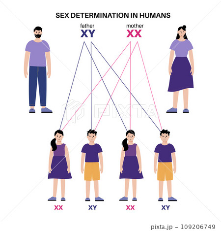 Sex Determination in Humans 109206749