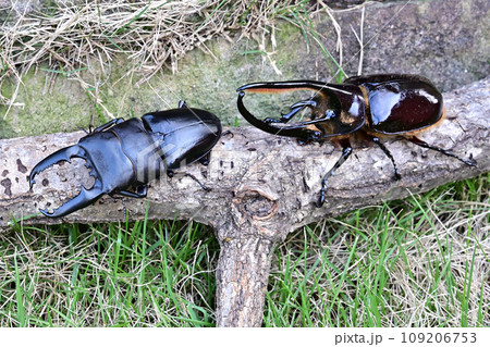 外国産昆虫 外国産昆虫 109206753