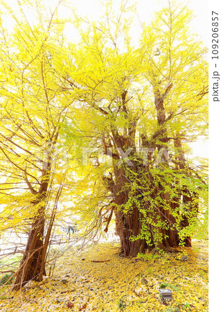 青森県深浦町の北金ヶ沢の大イチョウの紅葉 109206857