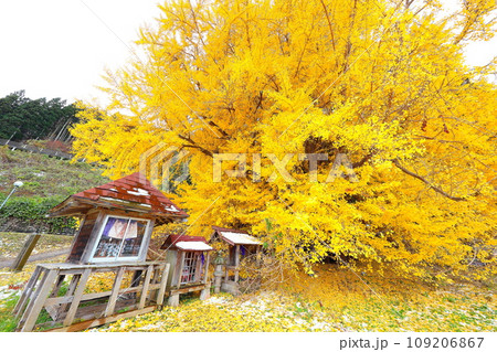 青森県深浦町の北金ヶ沢の大イチョウの紅葉 109206867