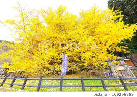 青森県深浦町の北金ヶ沢の大イチョウの紅葉 青森県深浦町の北金ヶ沢の大イチョウの紅葉 109206868