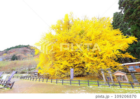 青森県深浦町の北金ヶ沢の大イチョウの紅葉 109206870