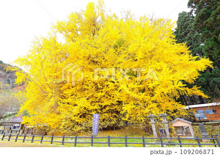 青森県深浦町の北金ヶ沢の大イチョウの紅葉 青森県深浦町の北金ヶ沢の大イチョウの紅葉 109206871