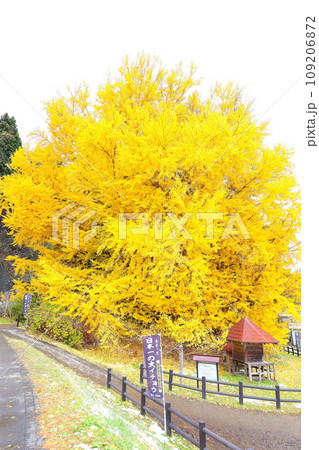 青森県深浦町の北金ヶ沢の大イチョウの紅葉 青森県深浦町の北金ヶ沢の大イチョウの紅葉 109206872