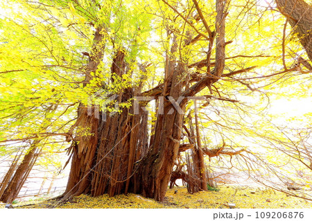 青森県深浦町の北金ヶ沢の大イチョウの紅葉 109206876