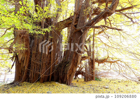 青森県深浦町の北金ヶ沢の大イチョウの紅葉 青森県深浦町の北金ヶ沢の大イチョウの紅葉 109206880