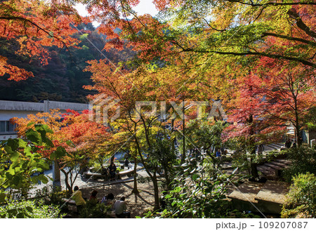 高尾山 ケーブルカー駅 清滝駅の紅葉 高尾山 ケーブルカー駅 清滝駅の紅葉 109207087