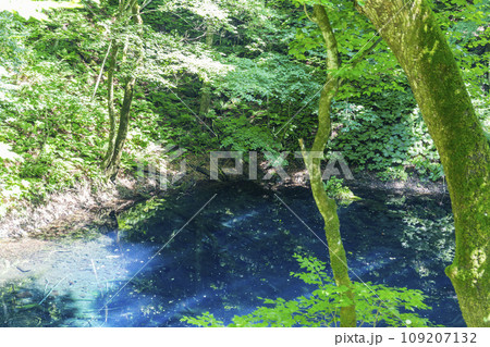 白神山地の青池　青森県深浦町 109207132