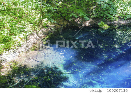 白神山地の青池　青森県深浦町 109207136
