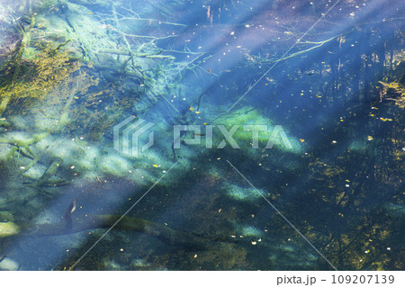 白神山地の青池　青森県深浦町 109207139