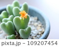 コノフィツム　多肉植物 109207454