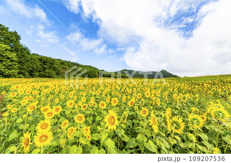 夏の三ノ倉高原(スキー場）　満開のひまわり　福島県喜多方市 109207536