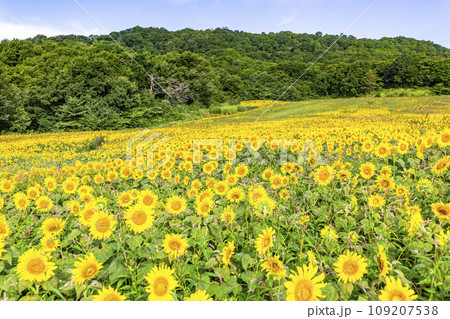 夏の三ノ倉高原(スキー場) 満開のひまわり 福島県喜多方市 夏の三ノ倉高原(スキー場) 満開のひまわり 福島県喜多方市 109207538