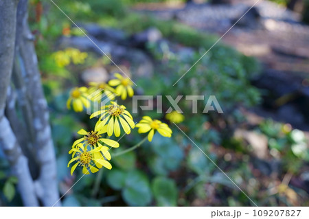 ツワブキの花 ツワブキの花 109207827