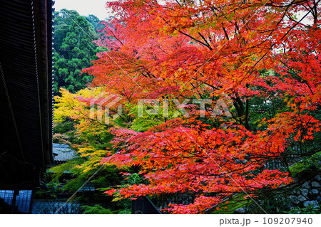 永観堂の紅葉 永観堂の紅葉 109207940