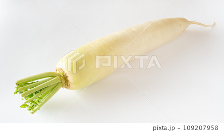 大根1本 青首大根 冬大根 大根1本 青首大根 冬大根 109207958