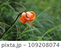 クルマユリ 109208074
