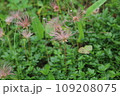 チングルマ 109208075