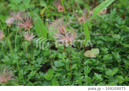 チングルマ 109208075