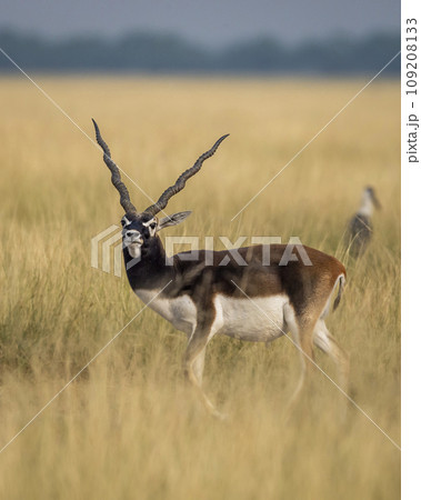 wild male blackbuck or antilope cervicapra or indian antelope closeup with face expression in grassland of tal chhapar sanctuary rajasthan india asia wild male blackbuck or antilope cervicapra or indian antelope closeup with face expression in grassland of tal chhapar sanctuary rajasthan india asia 109208133