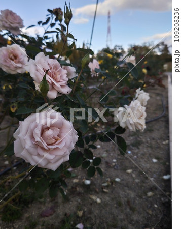 バラ園 109208236