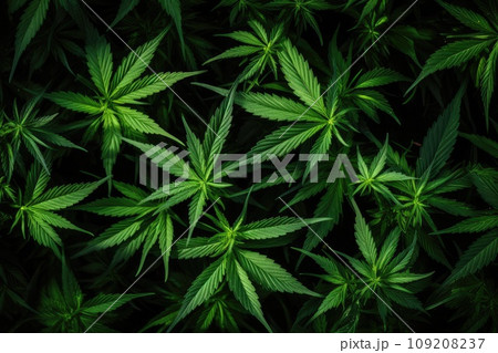 A Field Filled with a Lush Group of Green Marijuana Plants 109208237