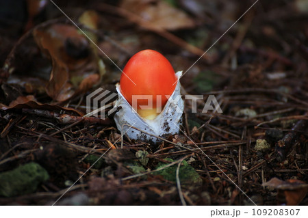 タマゴタケ タマゴタケ 109208307