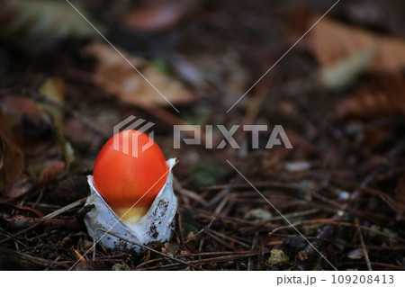 タマゴタケ 109208413