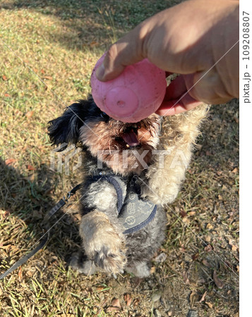 試合 ゲーム 望み 109208807