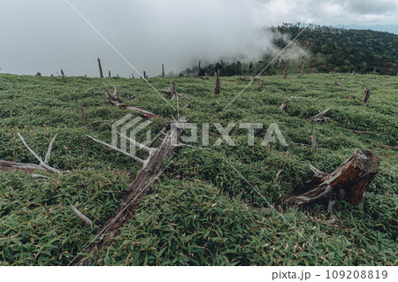 大台ヶ原山 109208819