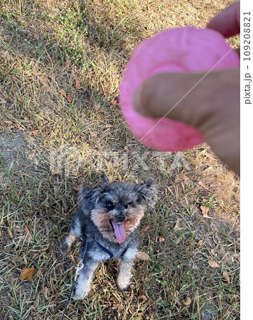 試合 ゲーム 望み 109208821