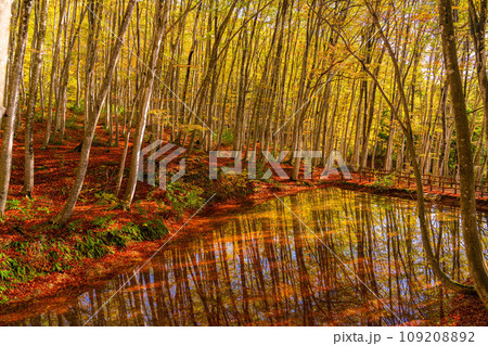 【森林素材】秋の美人林【新潟県】 109208892