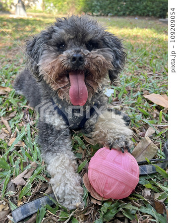 試合 ゲーム 望み 109209054