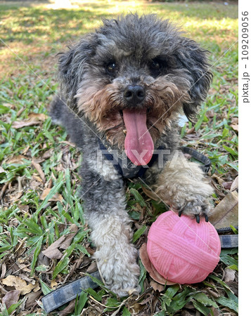 試合 ゲーム 望み 109209056