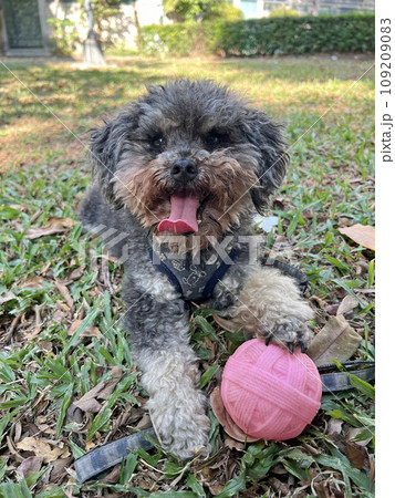 試合 ゲーム 望み 109209083