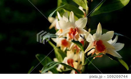 Phragmipedium Orchids flower macro close up 109209744