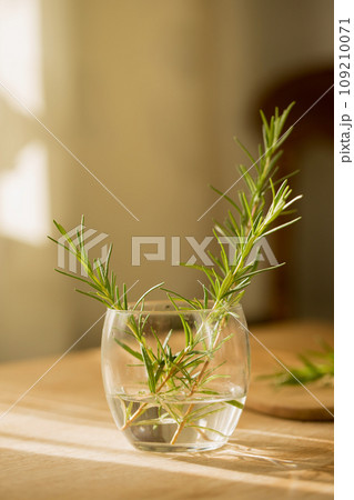 Rosemary in a transparent glass on the table on a sunny morning 109210071